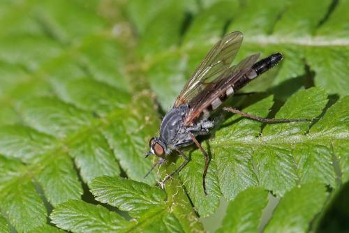 Pandivirilia caesia
